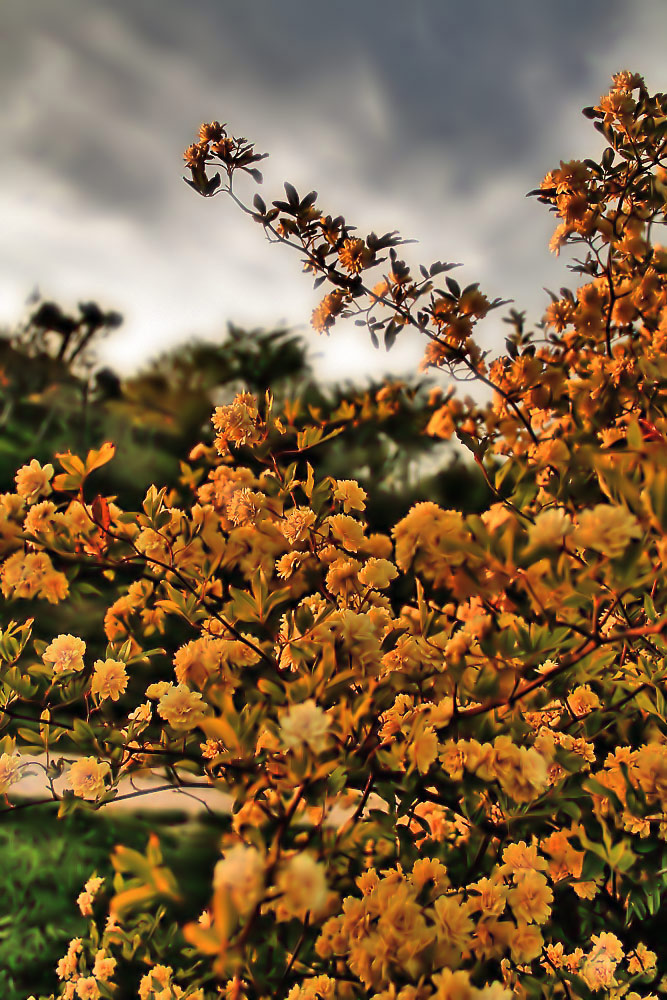 Composizioni floreali