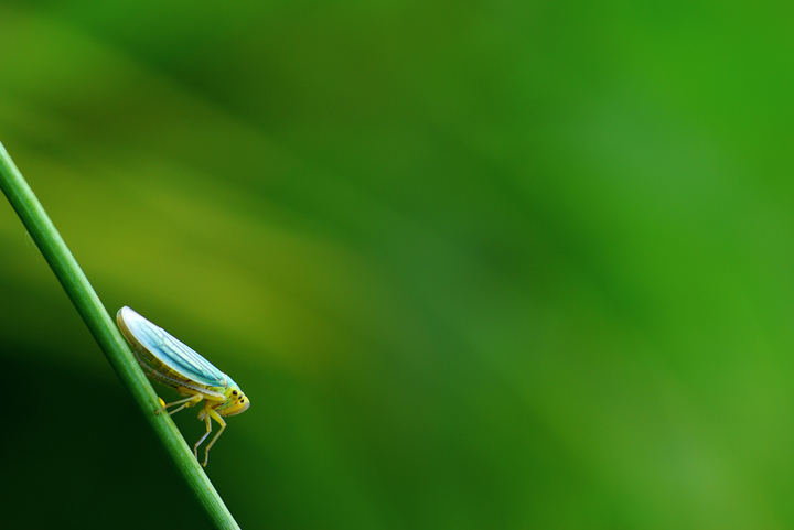 Cicadella