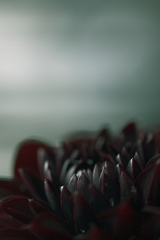 Verr� La Notte Con I Suoi Fiori