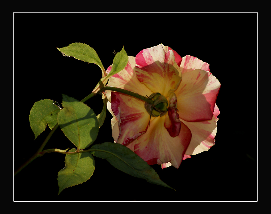 Semplicemente in controluce