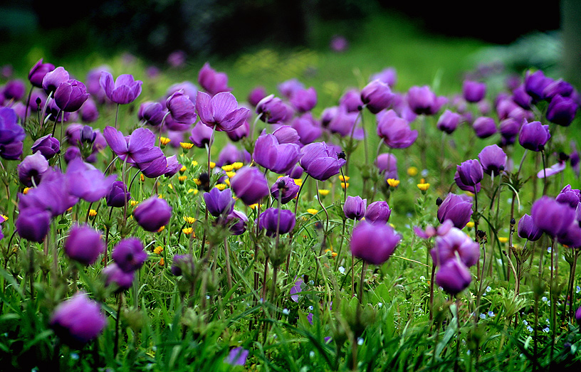 Anemoni in libert�