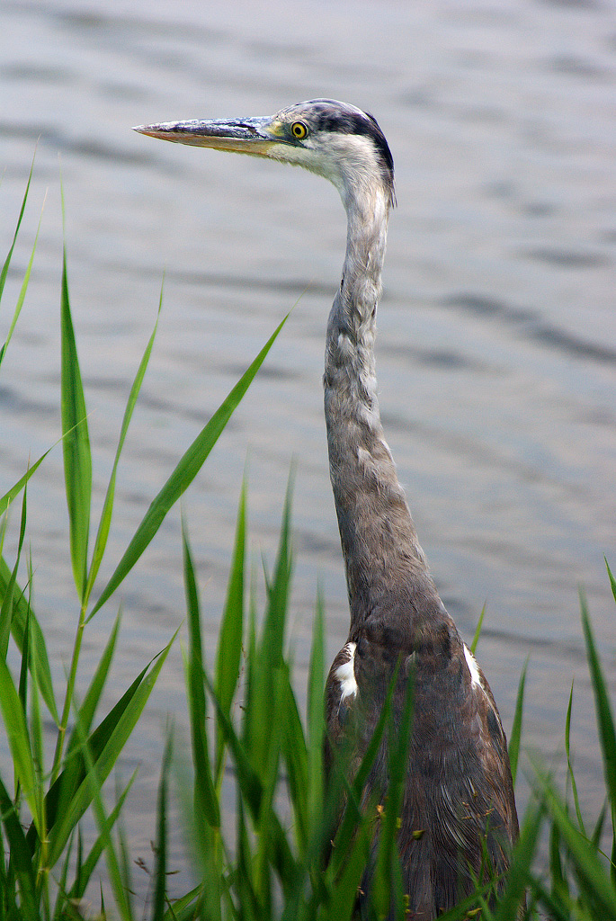 Tra le canne.... (canneto s'intende)
