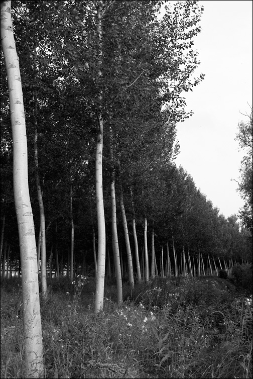 Viadana, Maggio 2008