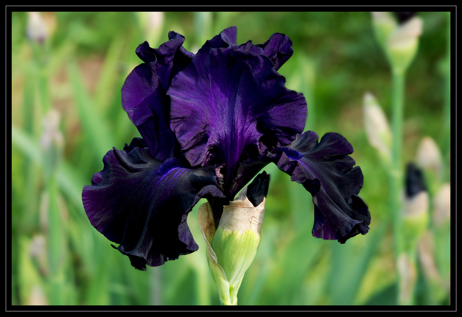 Mostra Internazionale dell'Iris - Firenze Maggio 2008