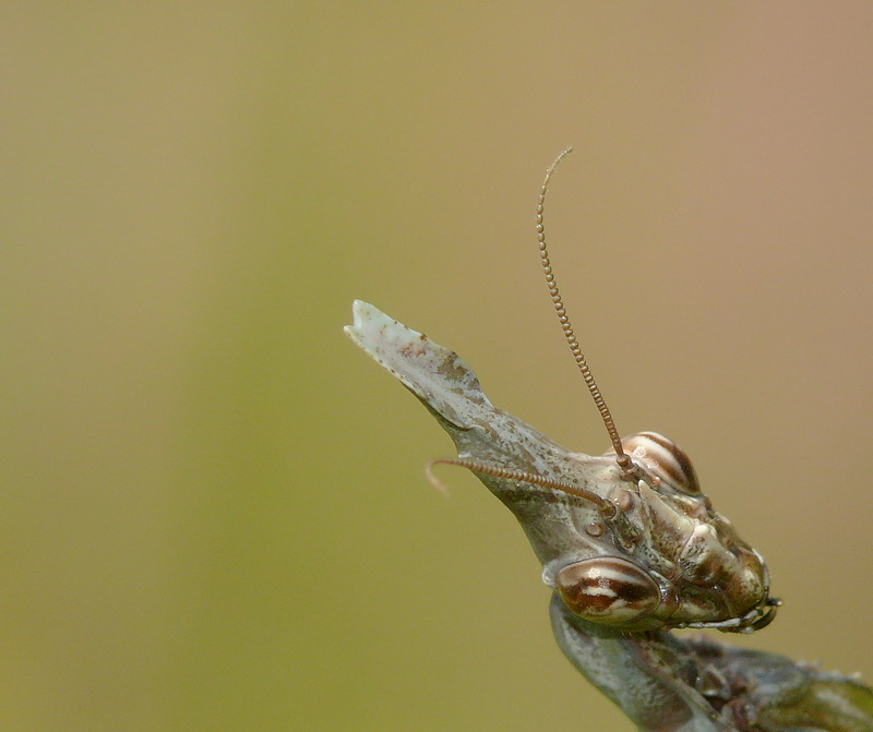direttamente dall'antico Egitto