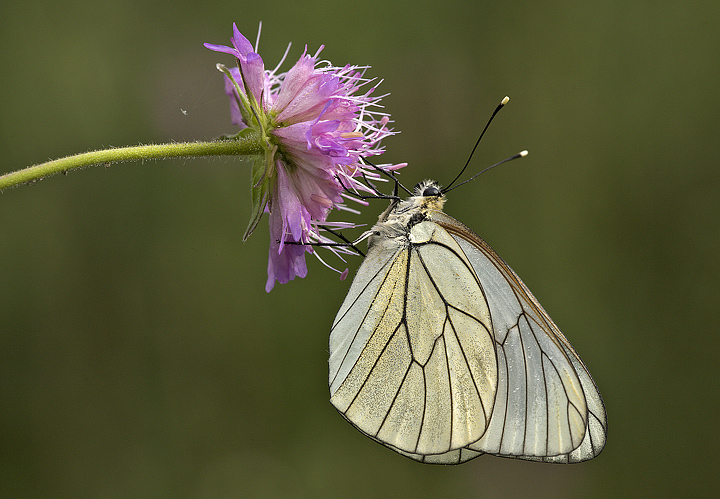 Pieride del biancospino