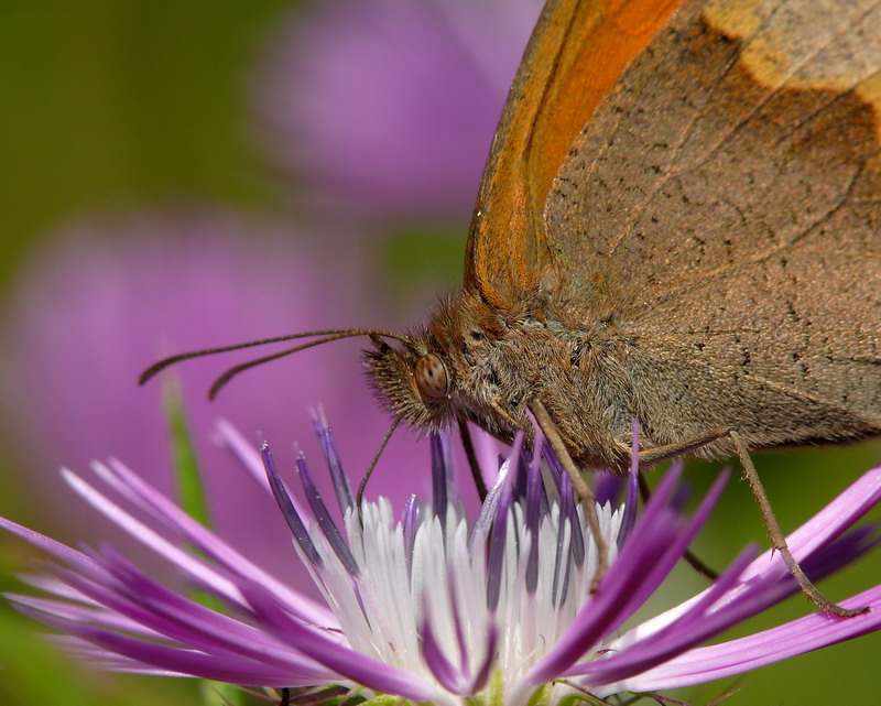 Farfalla pink - dettaglio