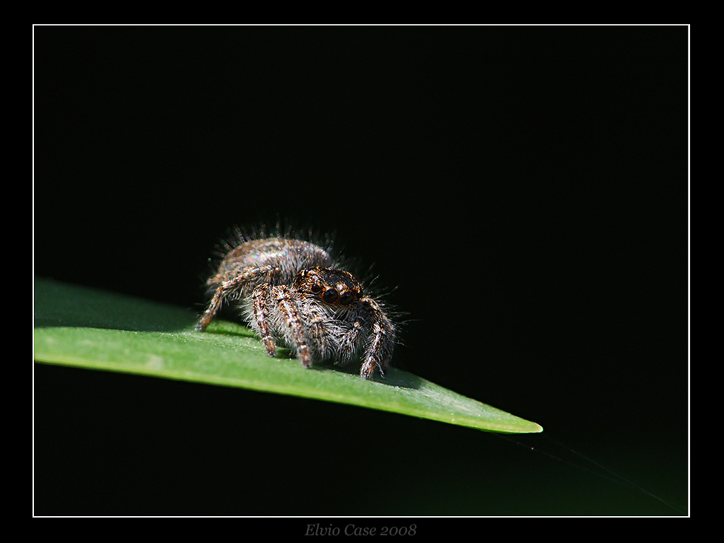 Semplicemente ragno.......