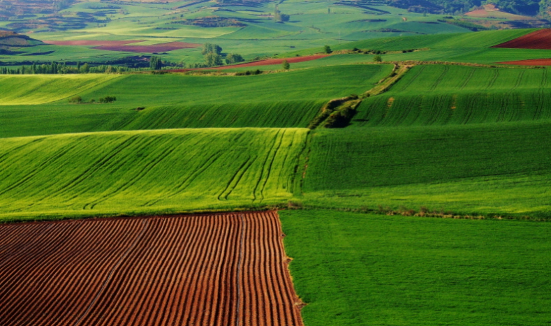 CAMPI DI GRANO CON ARATURA