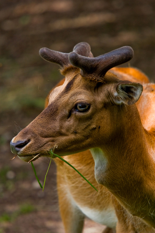 lasciatemi mangiare...