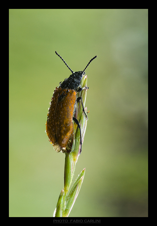 la vita � come una scala in un pollaio