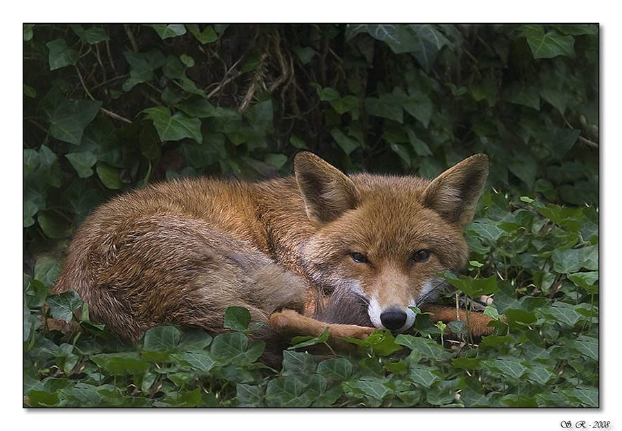 Fox