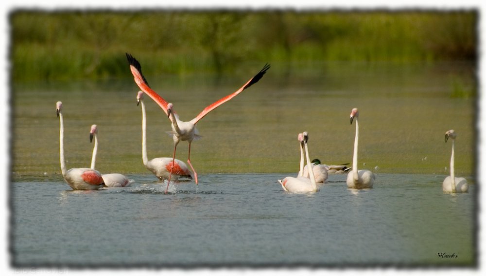 Aiuto!! � troppo alta