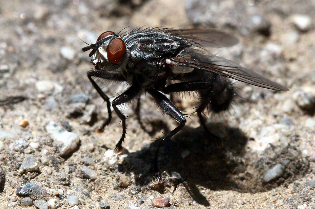 ANCHE LA MOSCA HA LA SUA OMBRA