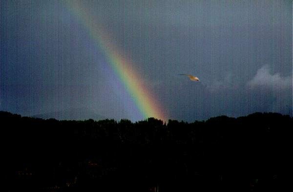 Arcobaleno con uccello.