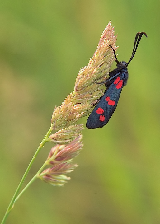 red pois
