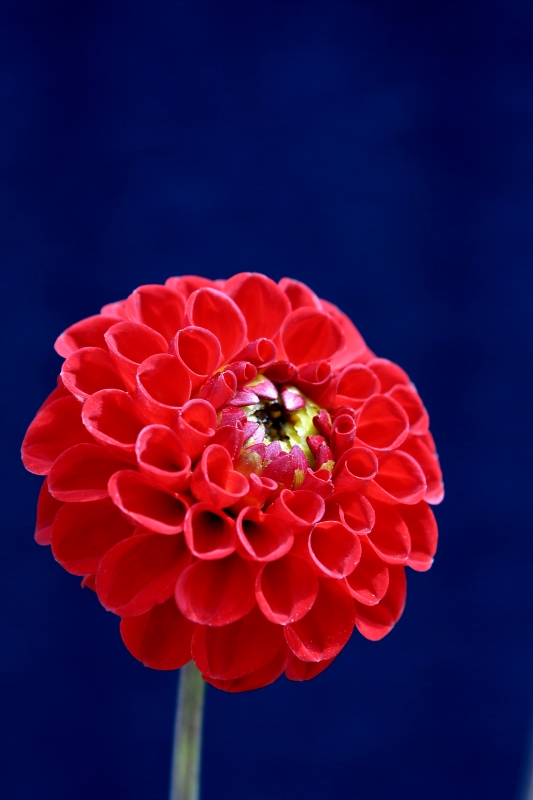 The red Dahlia
