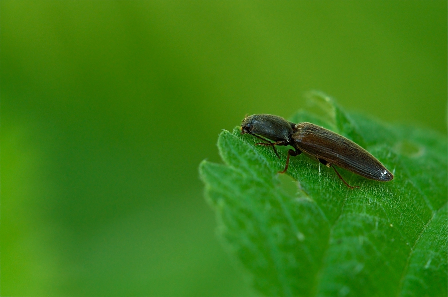 Non so cosa ne pensate...