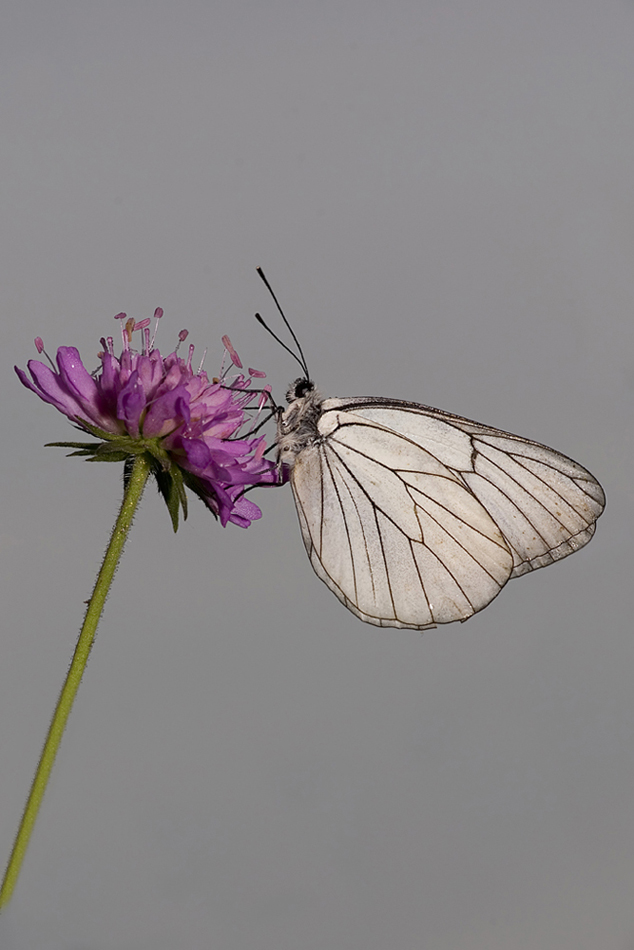 Pieride del biancospino
