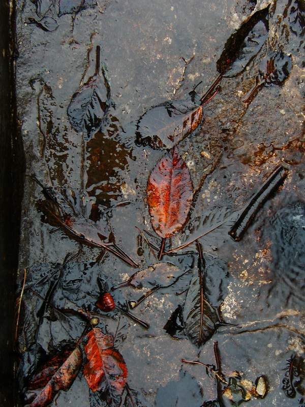 Nell'acqua l'autunno.