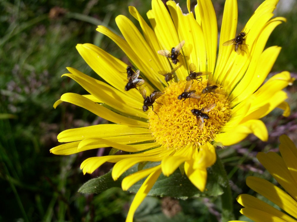 Ora di punta in centro