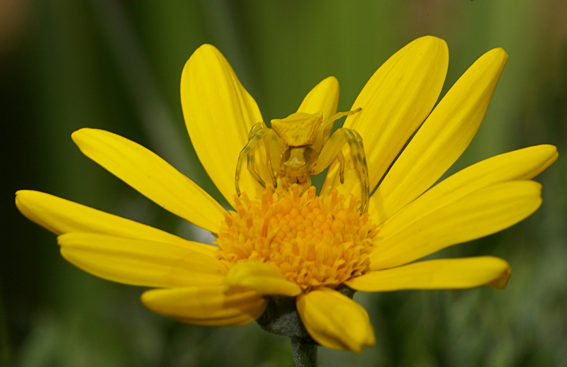 Il colore in comune...