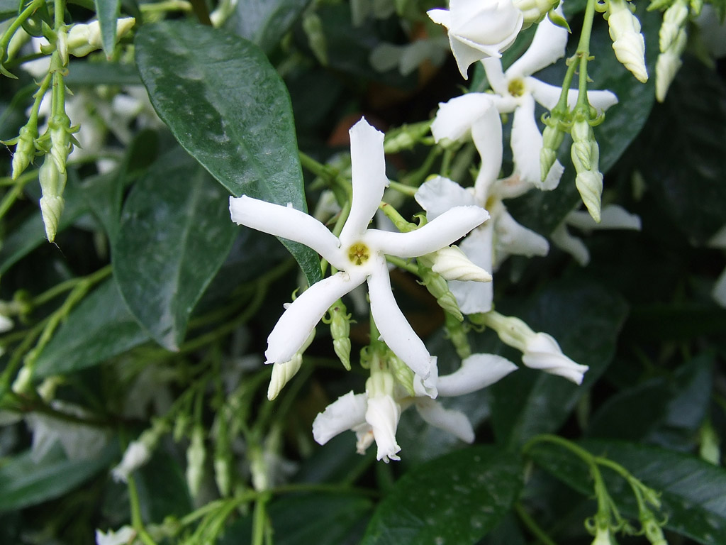 Gelsomino in giardino