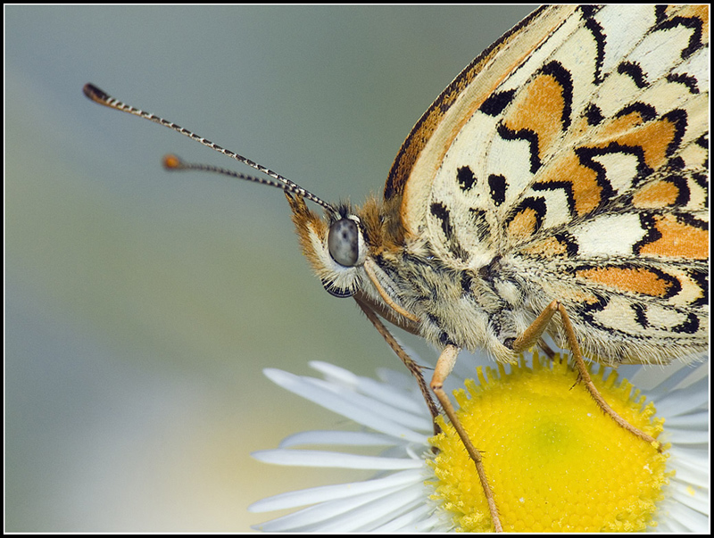 The eye of butterfly