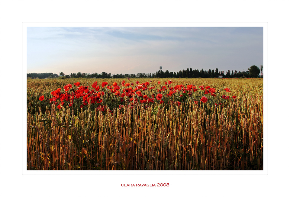 L'isolotto.... delle farfalline rosse