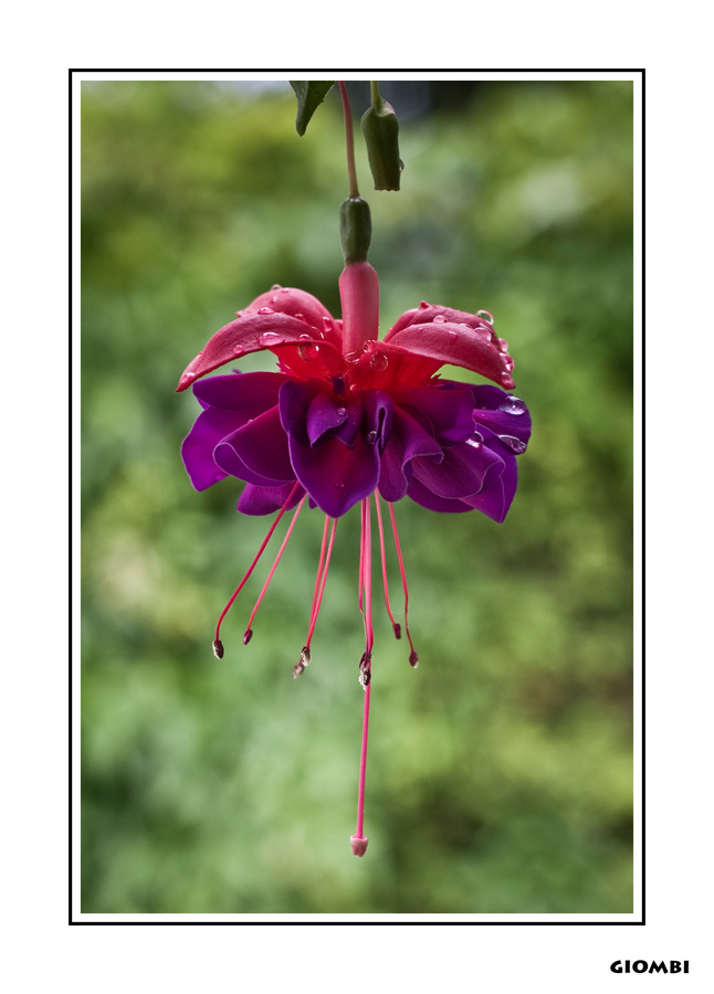Fiore senza nome n�2