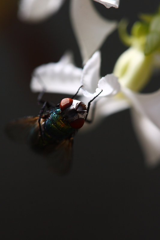 non c'� luce senza ombra