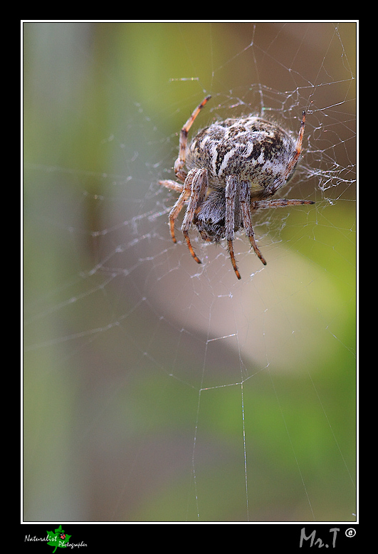 cacciatore in attesa