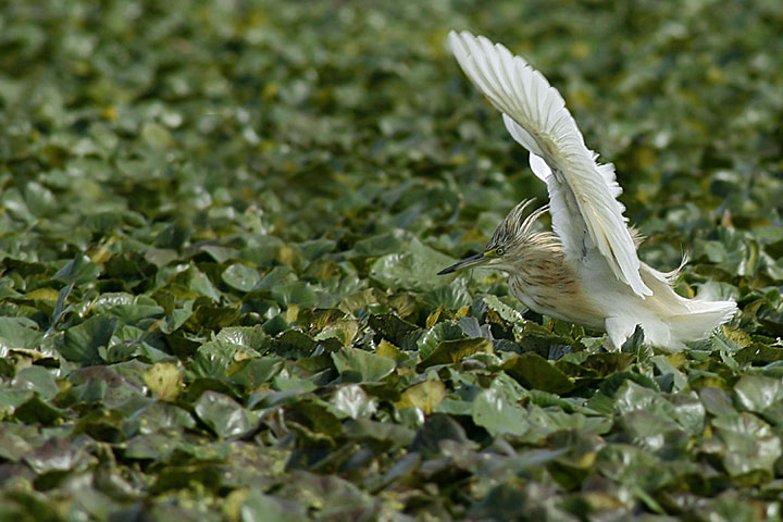 Renzo-Sgarza ciuffetto