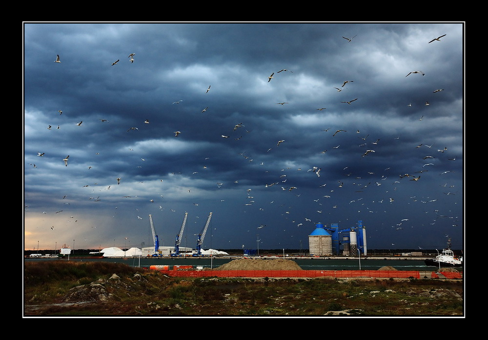 I gabbiani del porto