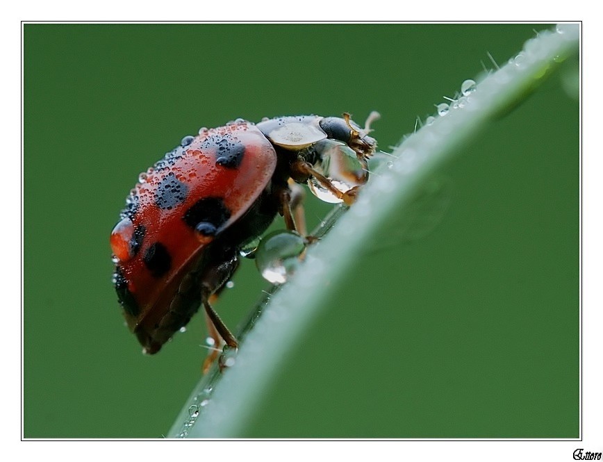 Gocce e coccinelle