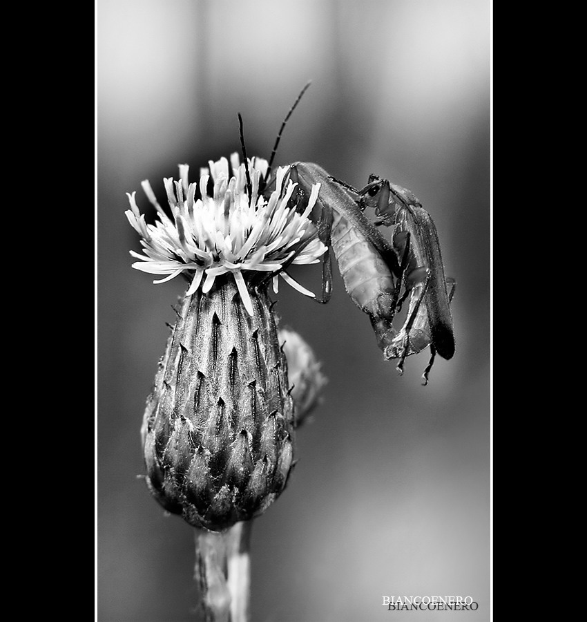 ::: OCCHIO ALLE SPALLE :::