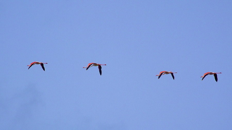 FENICOTTERI IN FORMAZIONE