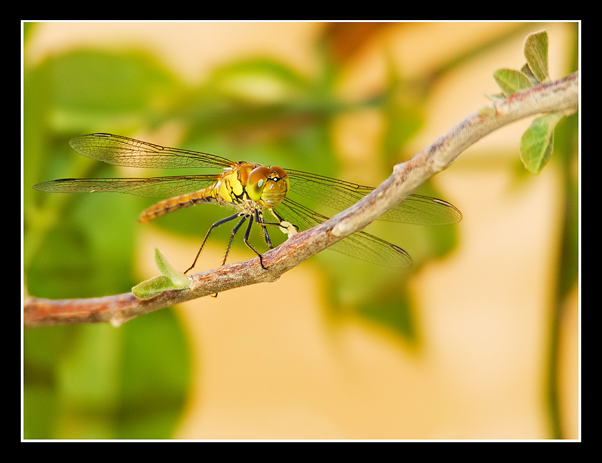 libellula (Sympetrum flaveolum) bis