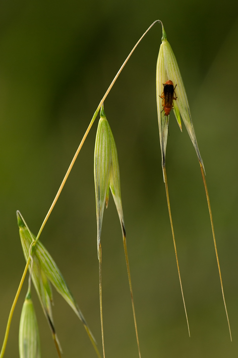 Invidia delle antenne