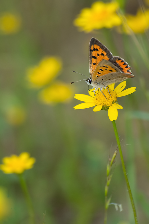 Lycaena phlaeas