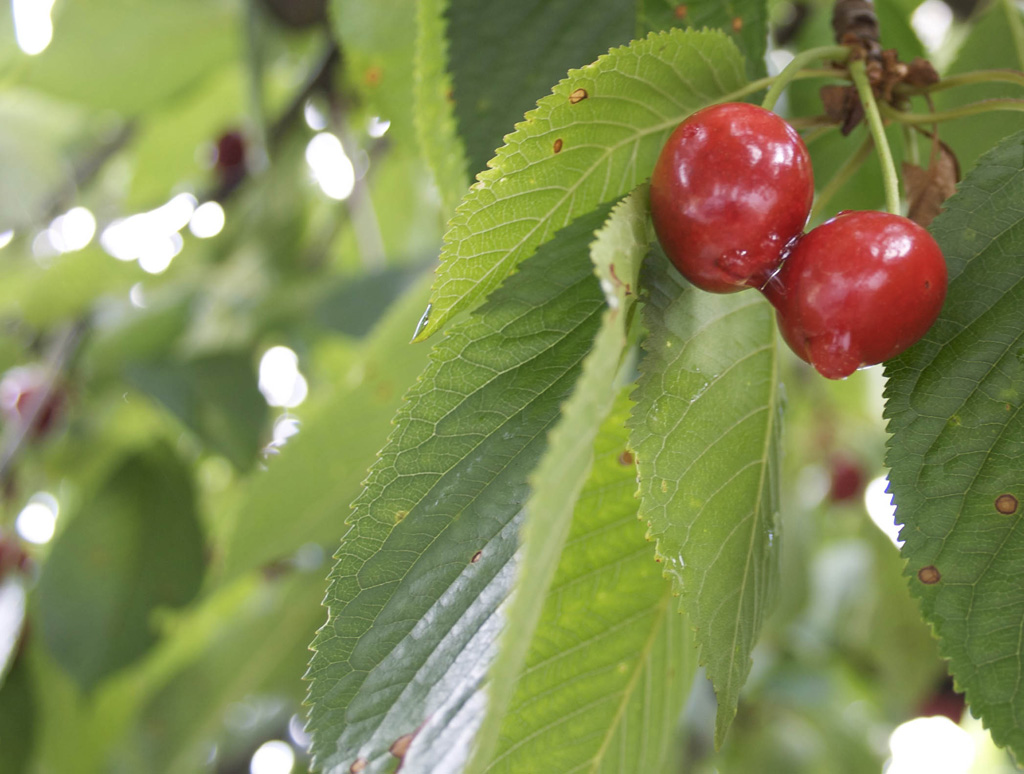 Ciliegie dopo il temporale