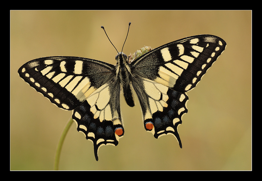 Papilio macaon ad ali aperte