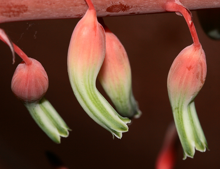 4 FIORI GROSSI E GRASSI