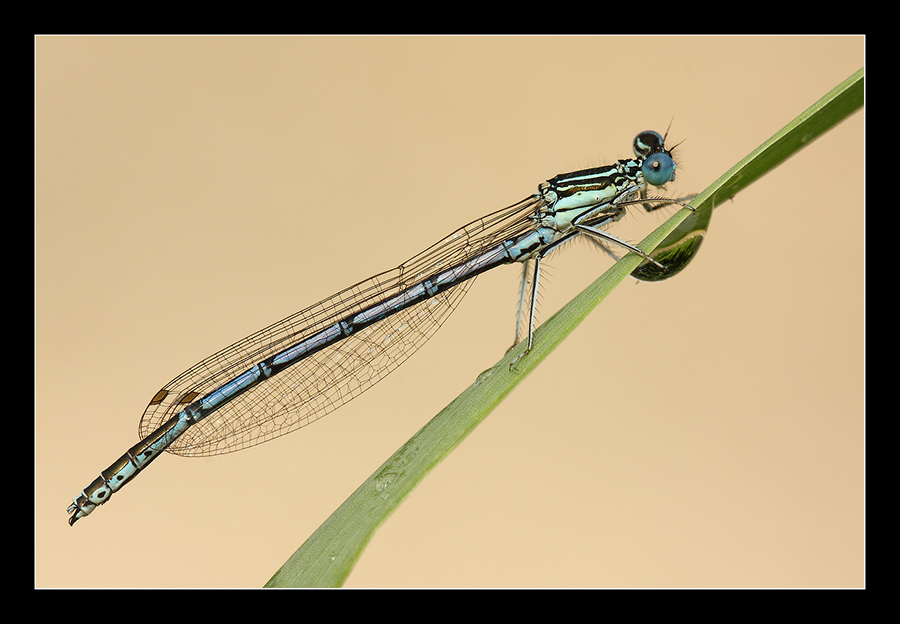 Platycnemis pennipes