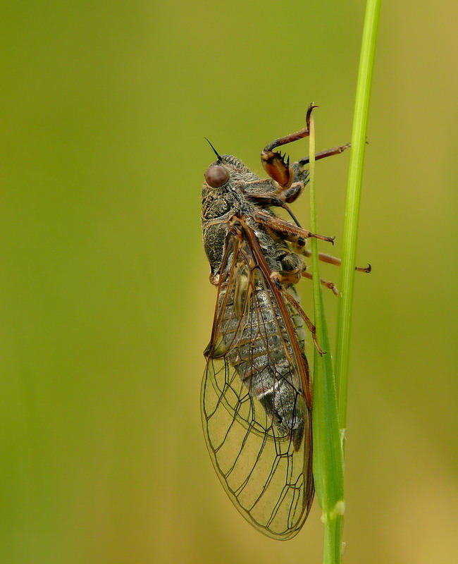 Finalmente....la Cicala !!!