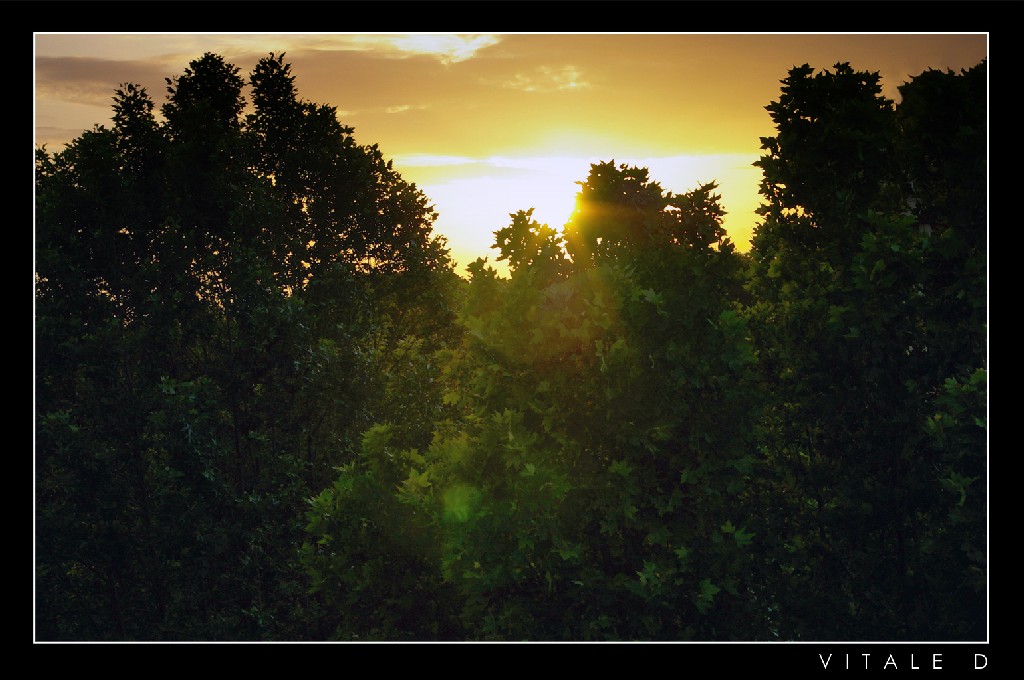 Tramonto tra gli alberi