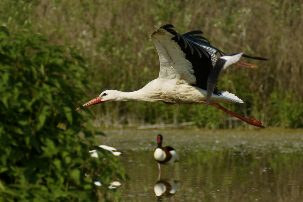 Chi vola e chi guarda