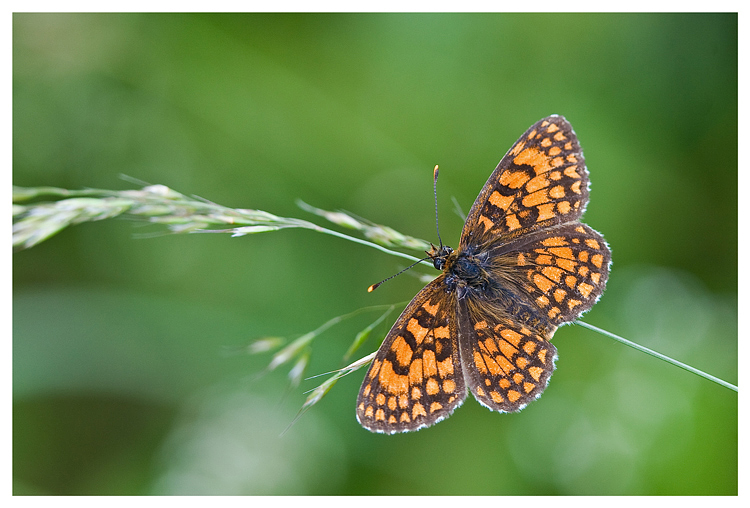 in attesa della pioggia