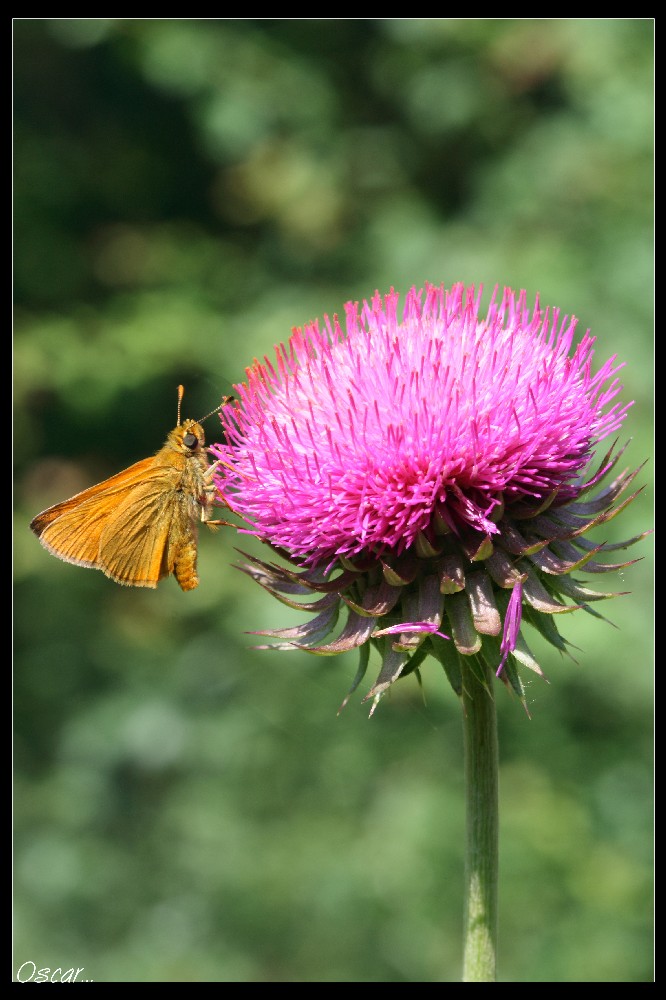 sul cardo...m'abbronzo...