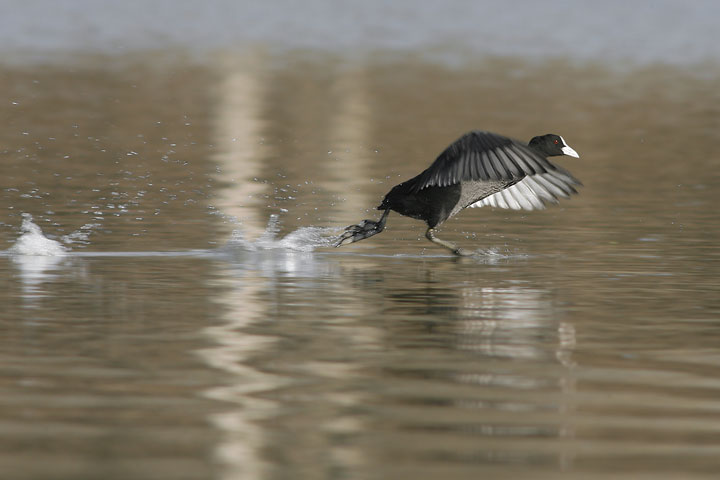 Renzo-Corri Follaga corri